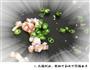 菜之手撕包菜的做法图解4