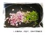 菜之椒盐皮皮虾的做法图解5