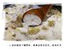 快手排骨焖饭的做法图解3
