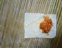 胡萝卜猪肉馄饨的做法图解4