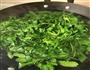 荠菜馄饨的做法图解2
