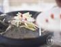 清蒸多宝鱼的做法图解8