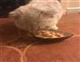 猫猫的饭的做法图解8