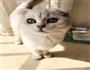 猫猫的饭的做法图解9