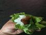 五花肉包饭的做法图解6