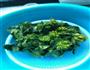 甜芯菜烧湖蚌的做法图解2