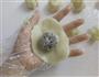 白玉冰皮月饼的做法图解9