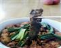 泥鳅烧豆腐的做法图解13