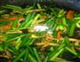 蒜薹炒肉的做法图解7