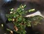 香菇菠菜粥的做法图解3