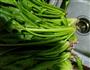 猪油炒波菜的做法图解1