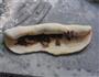 奶油栗子红豆面包卷的做法图解6