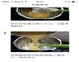草莓、芒果蛋糕卷的做法图解7