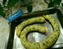 皮蛋肠的做法图解9