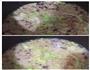 闽风包菜咸饭的做法图解6
