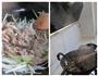 葱爆羊肉的做法图解7