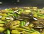 香菇鸡肉焖饭的做法图解11