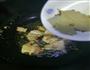 干锅土豆片藕片的做法图解5