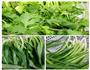 豆豉喇叭花的做法图解9