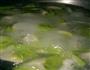 猪肉芹菜饺子的做法图解11