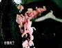 值得收录在家常菜谱的下饭菜-手撕茄子的做法图解3