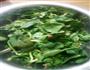菠菜粉丝的做法图解1