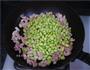 毛豆冬菇鸡丁的做法图解5