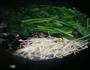 水煮肉片的做法图解7