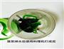 香软-菠菜松饼的做法图解2