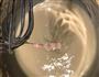 花生酱夹心铜锣烧的做法图解4