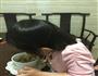 韭菜猪肉饺的做法图解10