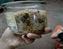 在家自己做海苔肉松的做法图解10