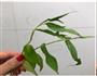 云南傣味野菜烩石斑的做法图解6