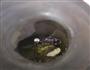家常拌凉菜的做法图解4