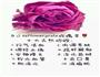 玫瑰花茶的做法图解5
