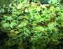 找不到出处的野菜萝卜丝包的做法图解2
