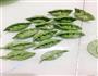菠菜汁饺子的做法图解6