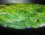 凉拌菠菜的做法图解2