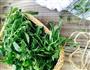 荠菜汤水饺的做法图解1