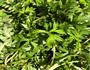 艾草红豆沙青团的做法图解2