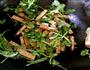 香菜炒豆干的做法图解5