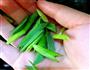 香菜炒豆干的做法图解6