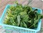 山东沙茶凉拌菠菜的做法图解1