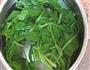 山东沙茶凉拌菠菜的做法图解3