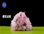 自制高颜值樱花饭团，剩米饭也能有春天的做法图解9