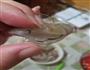 番茄焗虾的做法图解2
