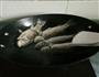 绵茵陈木棉花煲鲫鱼的做法图解3