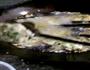 炸海蛎饼的做法图解7
