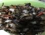 豆豉炒虾尾的做法图解2
