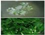 韭菜炒土鸡蛋的做法图解4